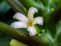 Duftende weiße Blüte an Blattwurzel des Papayabaumes